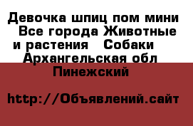 Девочка шпиц пом мини - Все города Животные и растения » Собаки   . Архангельская обл.,Пинежский 